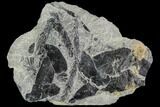 Fossil Plant (Macroneuropteris & Lycopodites) Plate - Kentucky #112941-1